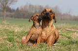 RODESIAN RIDGEBACK 111
